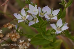 Swertia corymbosa